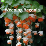 Weeping Begonia For Your Indoor Garden