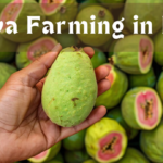 Guava Farming