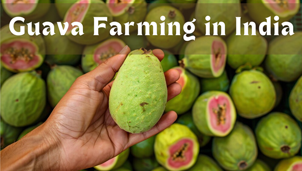 Guava Farming