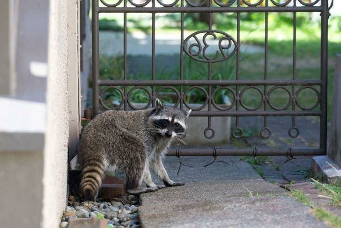 Raccoon removal