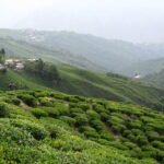 Darjeeling Tour