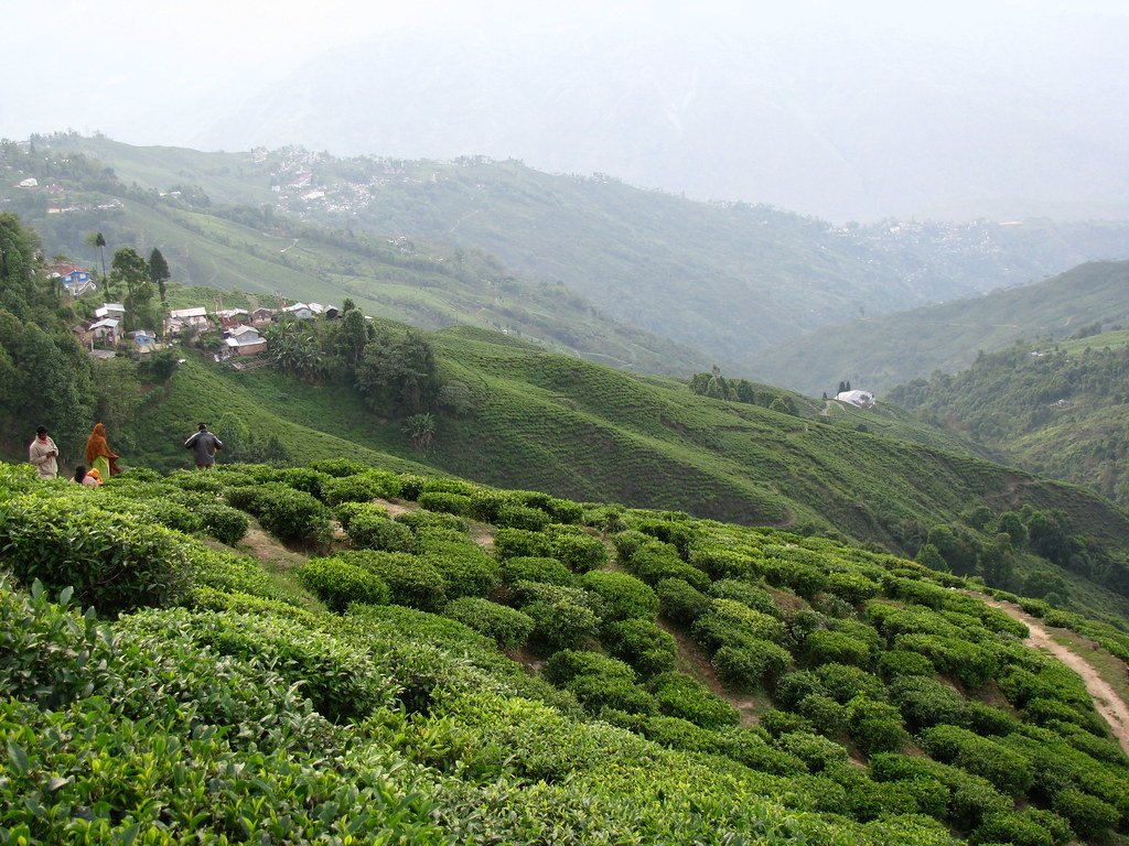 Darjeeling Tour