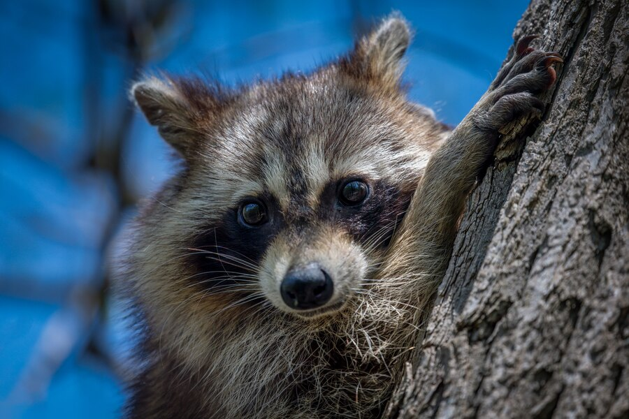 Raccoon removal