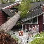 How do emergency tree services help prevent property damage