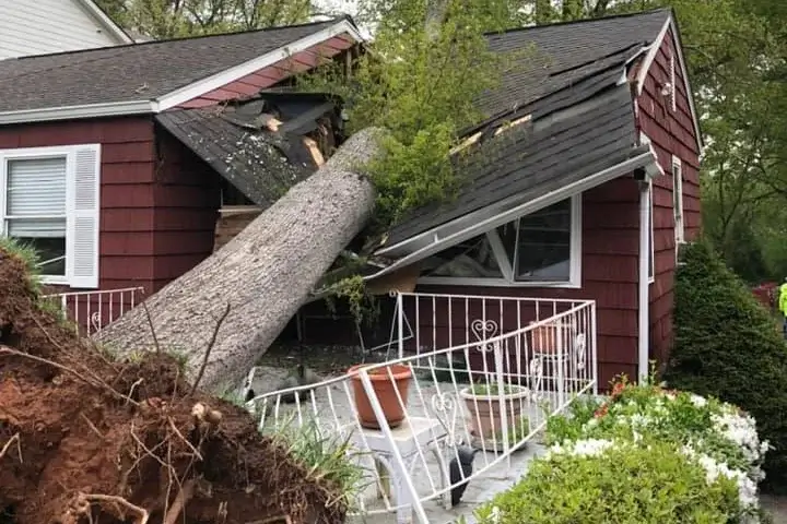 How do emergency tree services help prevent property damage