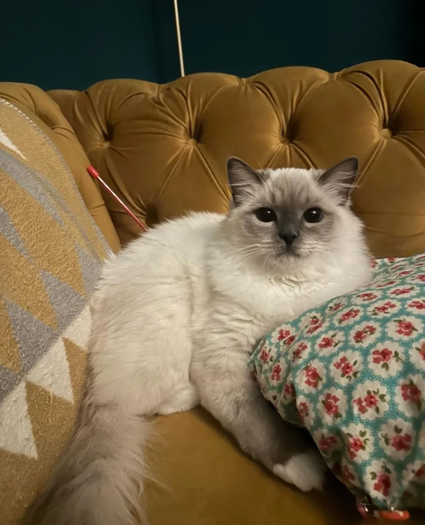 Purr-fect Care: Your Guide to Finding the Best Cat Sitter in Cambridge