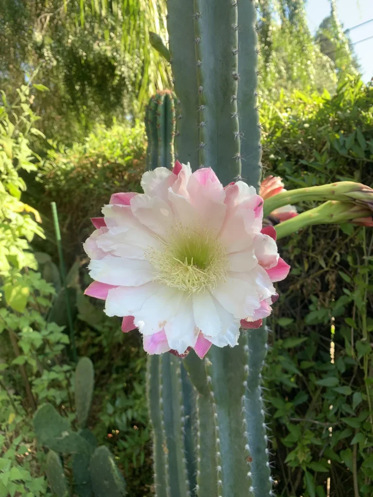 Peruvian Apple Cactus Bloom