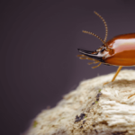 Termite Control Services in Lahore