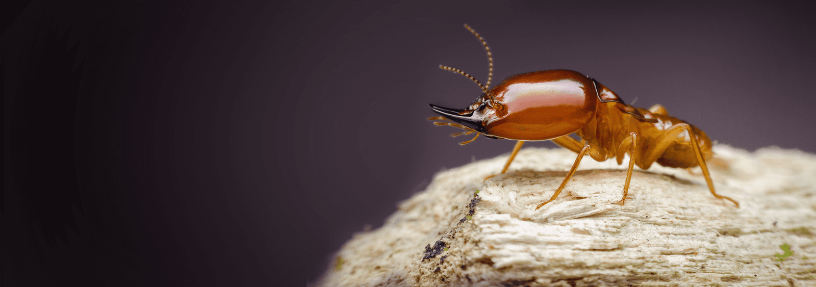 Termite Control Services in Lahore